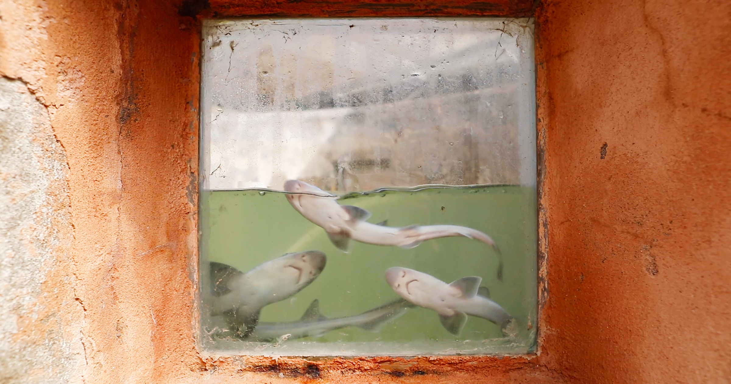 Piccoli squali nella vasca della stazione idrobiologica di Chioggia. Foto: Massimo Pistore