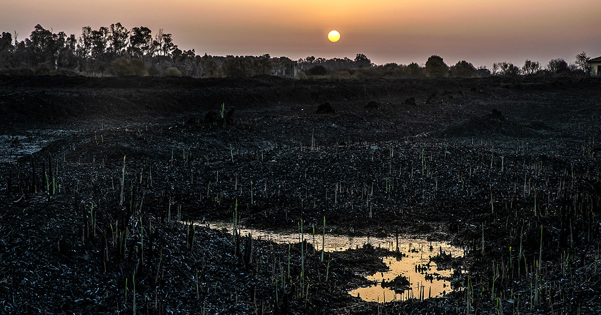 L'oasi del Simeto, in Sicilia, dopo gli incendi dell'estate 2021. Foto: Contrasto