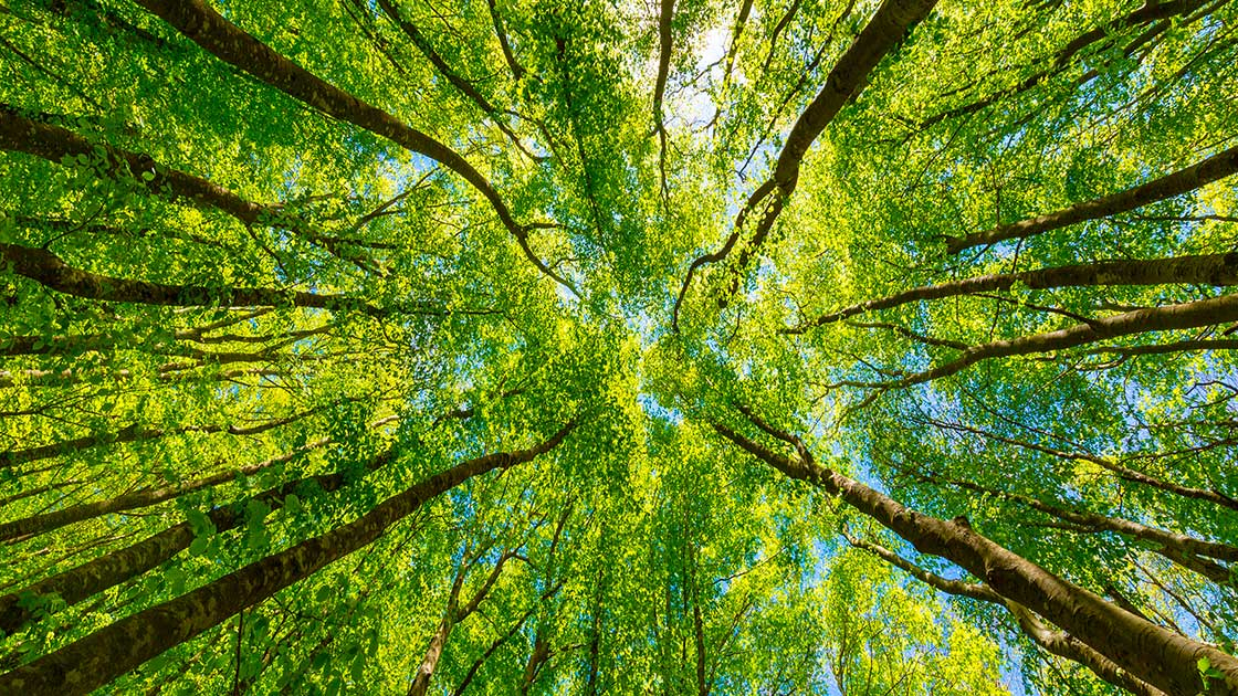 L Editoriale La Natura Ci Sta Punendo Il Bo Live Unipd