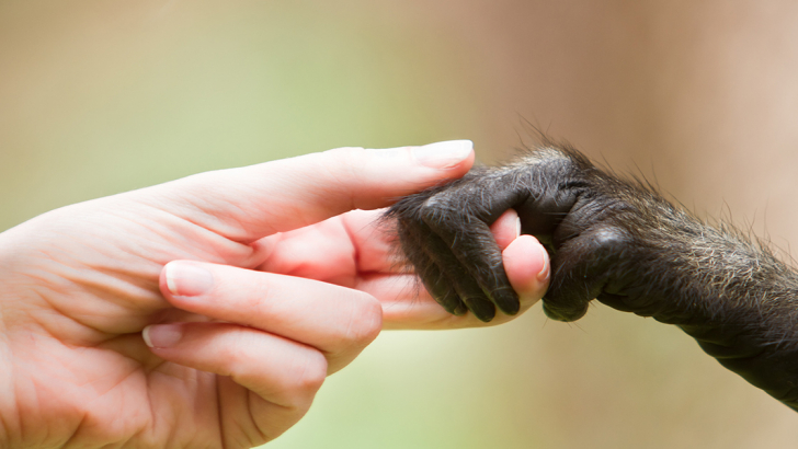 mani umane e di scimpanzé cucciolo