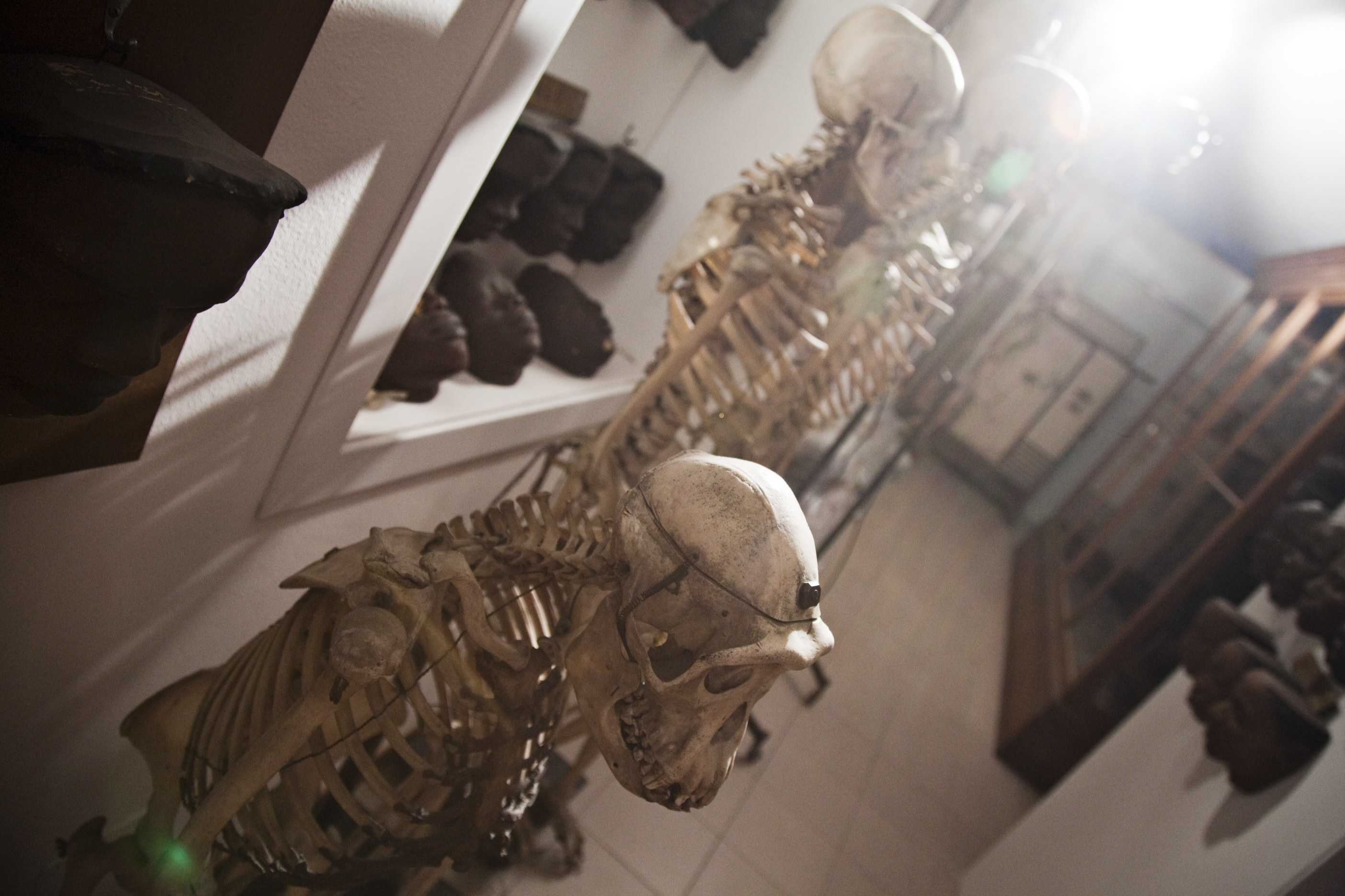 Museo di antropologia