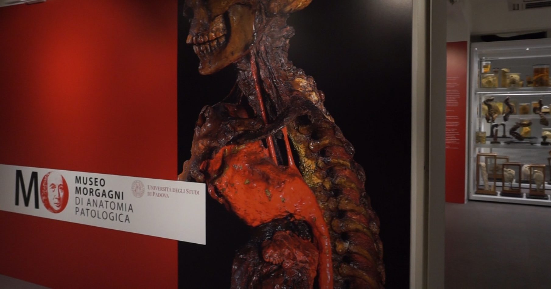 Museo_Anatomia