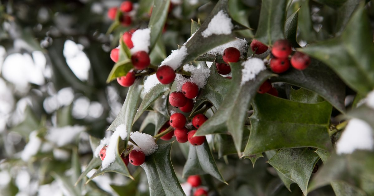 Natale all'Orto dettaglio orto botanico con neve