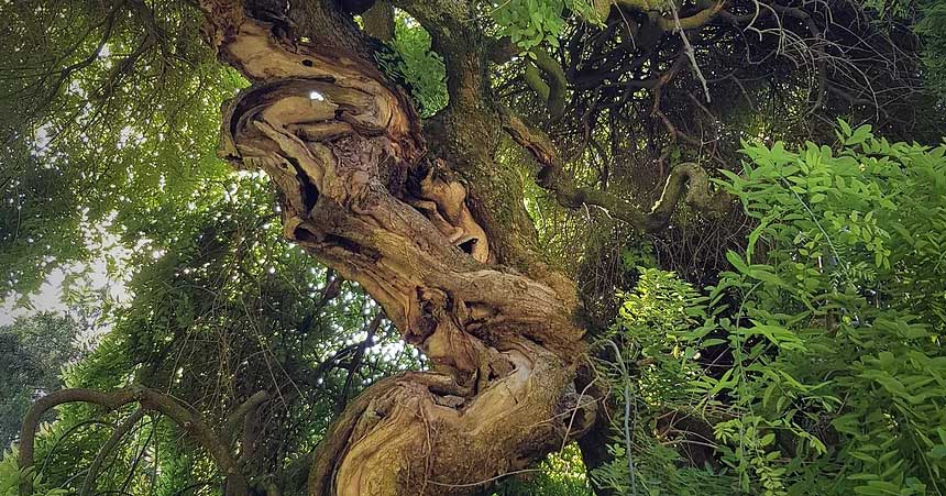 alberi antichi