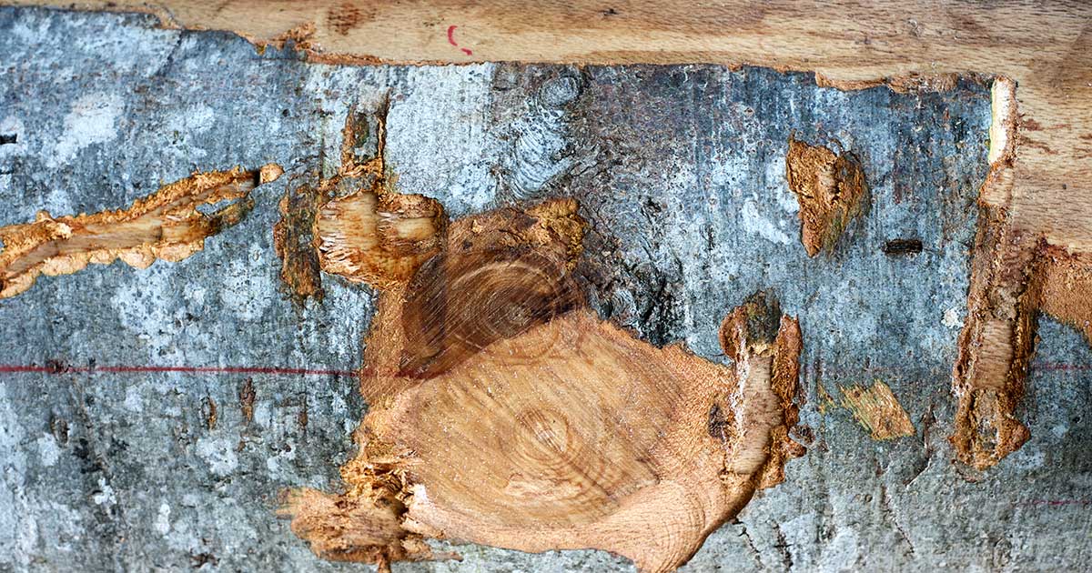 corteccia
