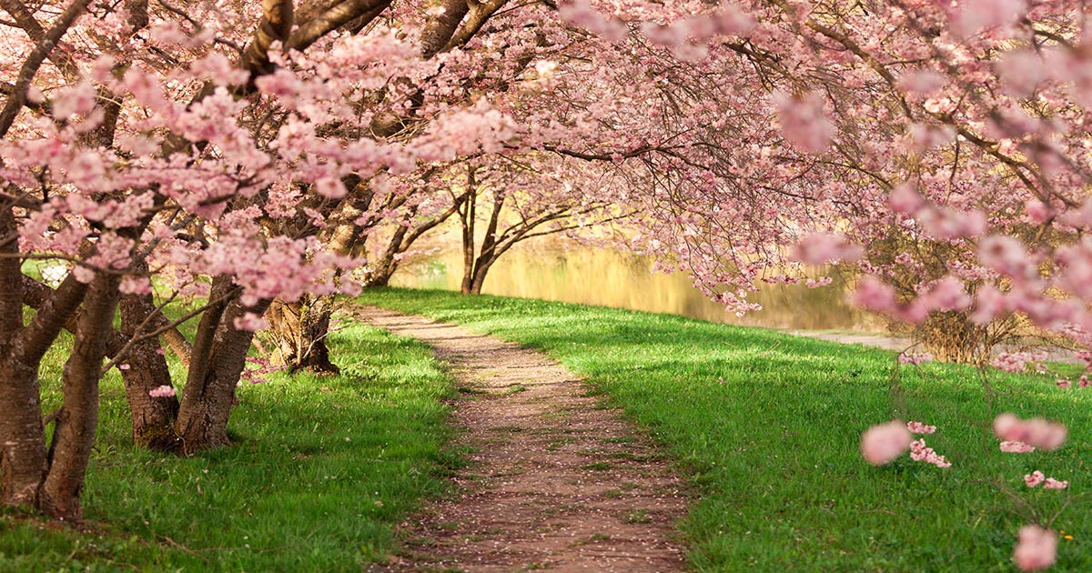 primavera alberi in fiore
