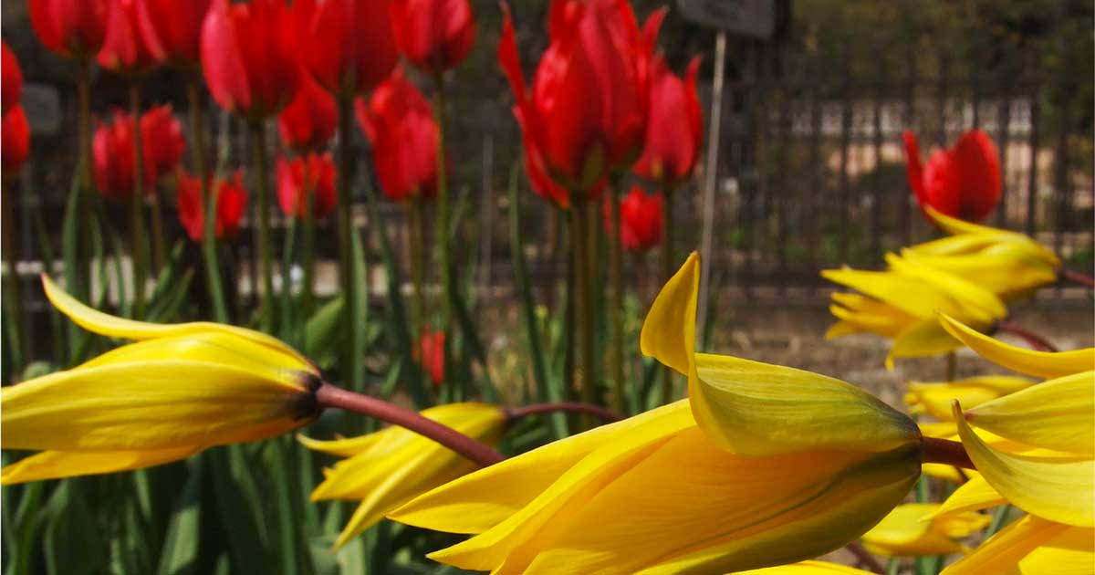 tulipani