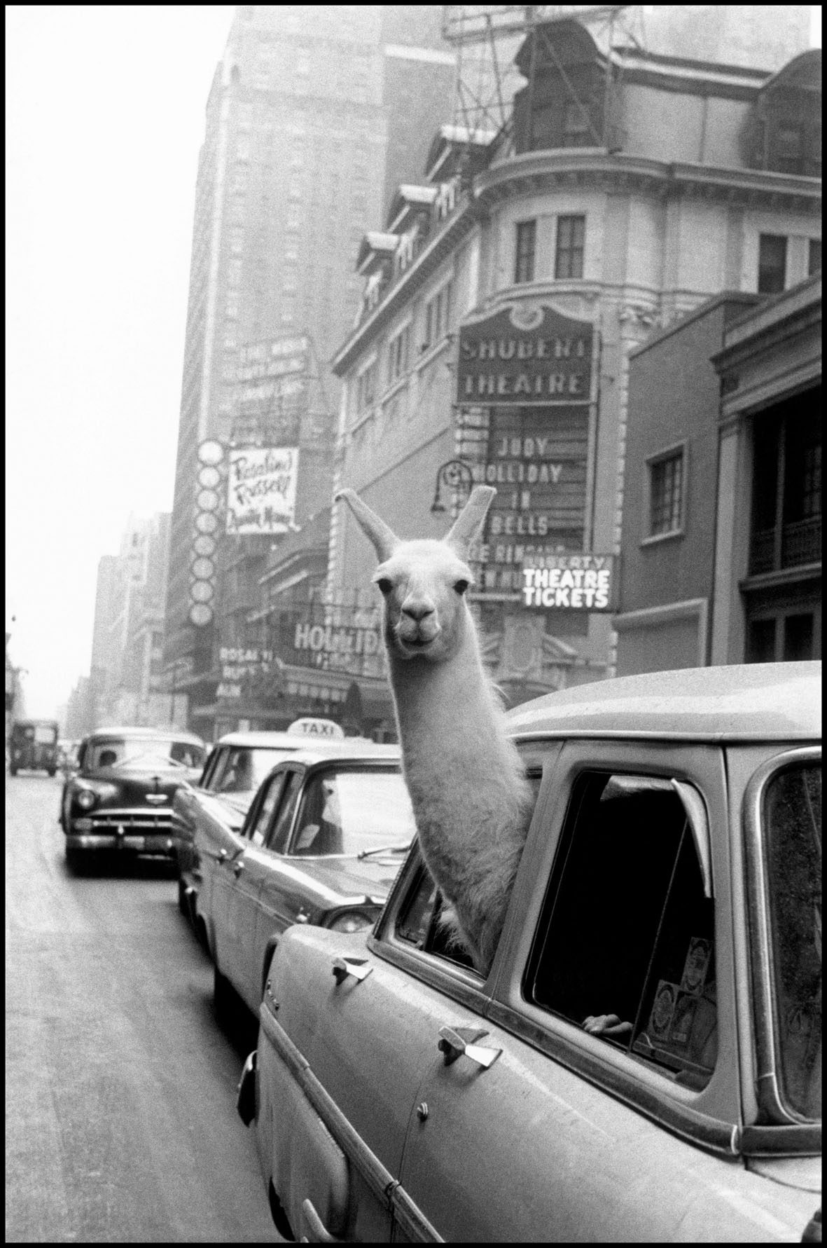 Inge Morath, Un lama a Times Square, New York, 1957. ©Fotohof archiv/Inge Morath/ Magnum Photos