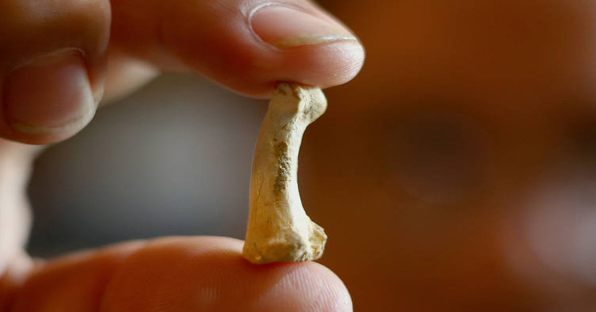 osso umano di homo luzonensis