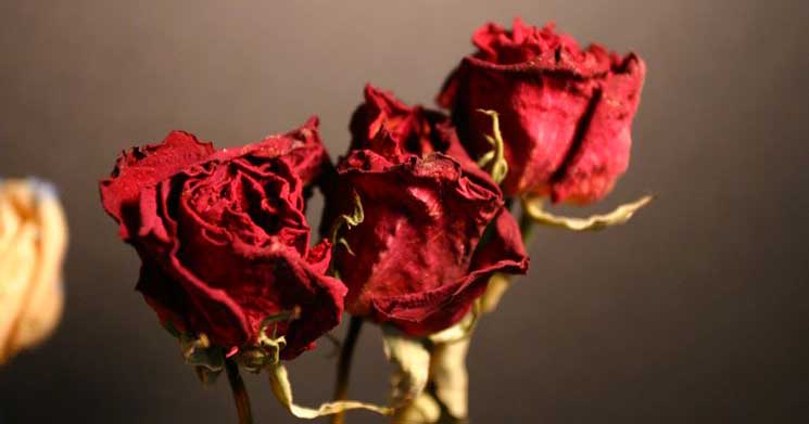 rose secche