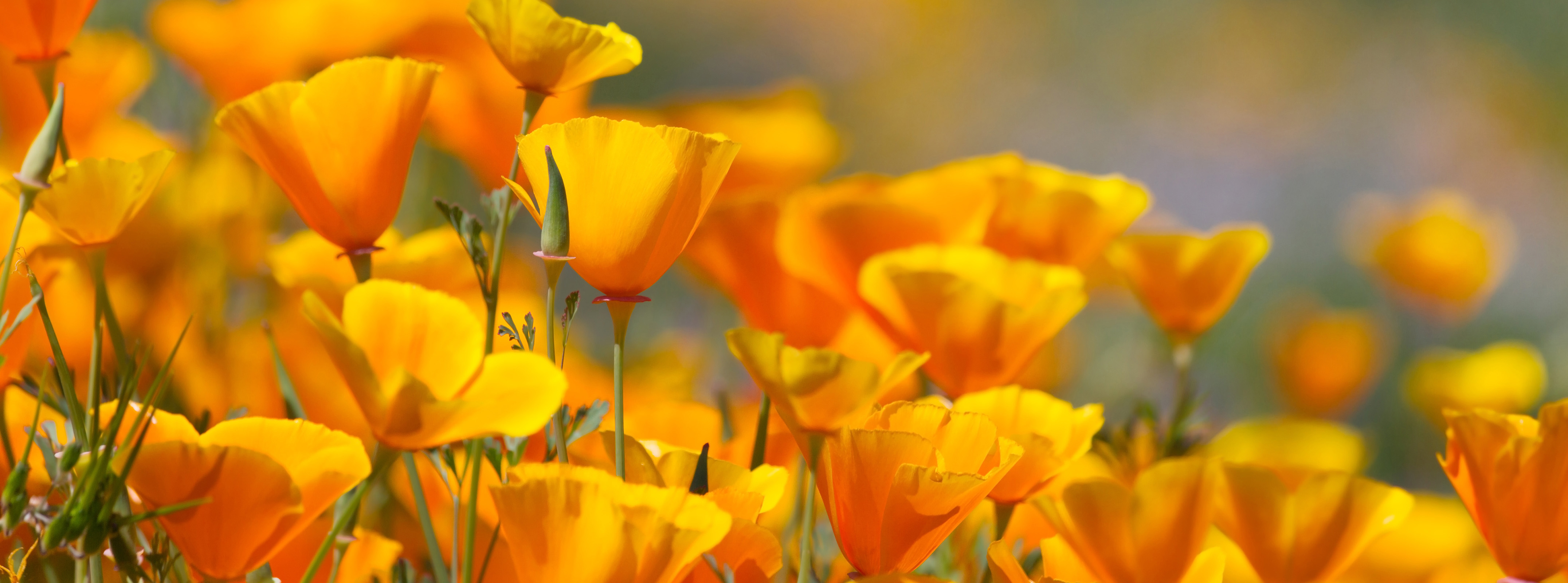 fiori