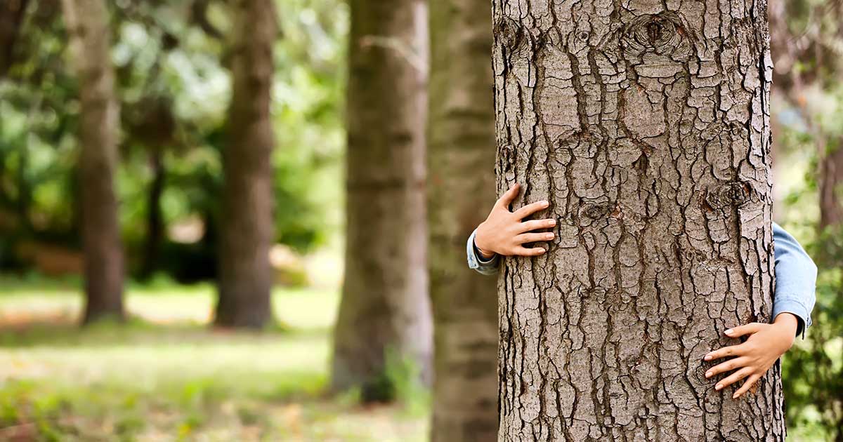 abbraccio albero