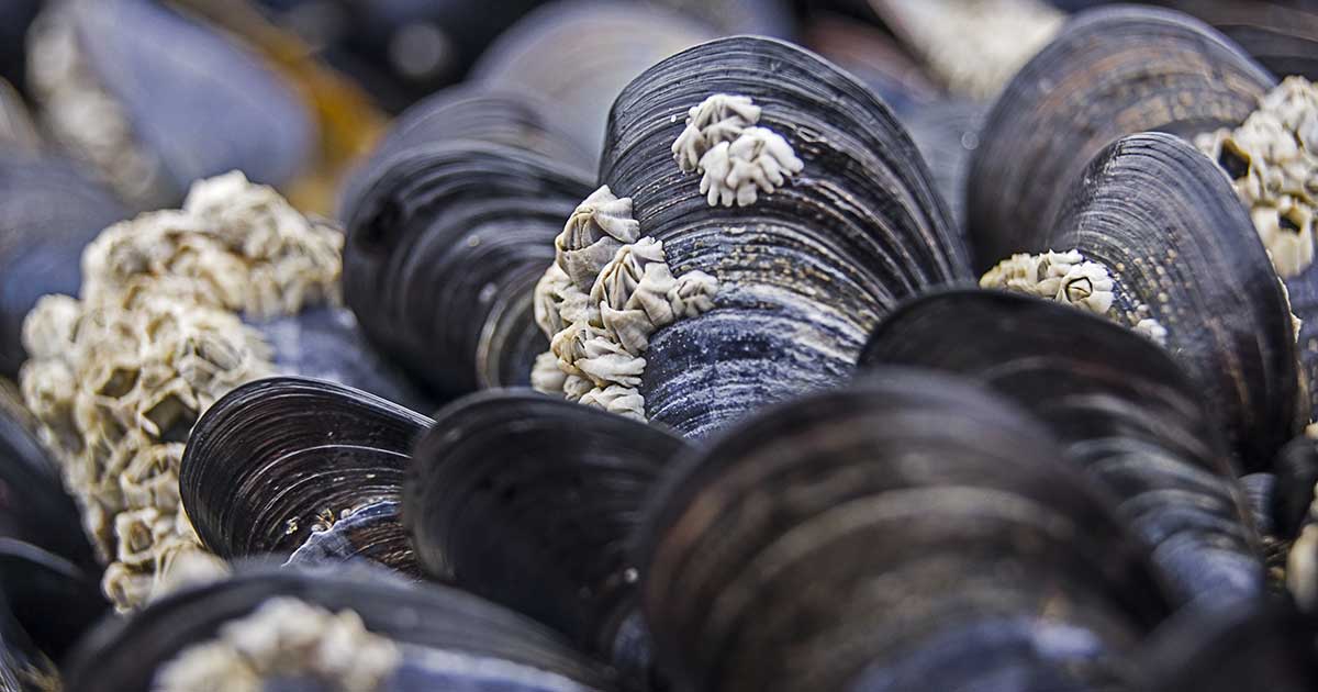 cozze