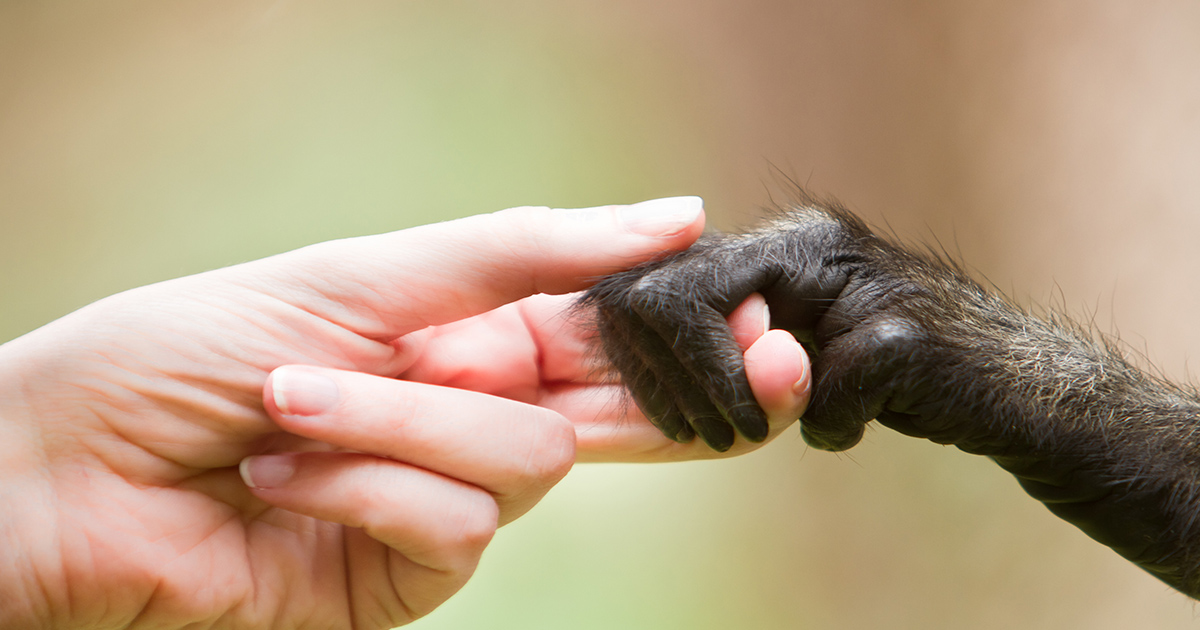 mani umane e di scimpanzé cucciolo