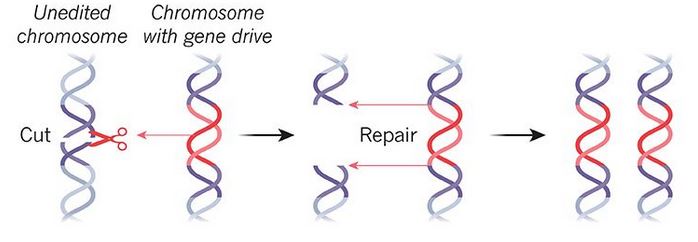 Meccanismo di funzionamento del gene drive