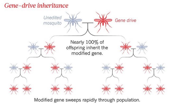 Ereditarietà accelerata con gene drive