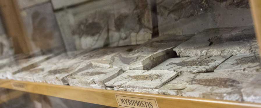 fossili