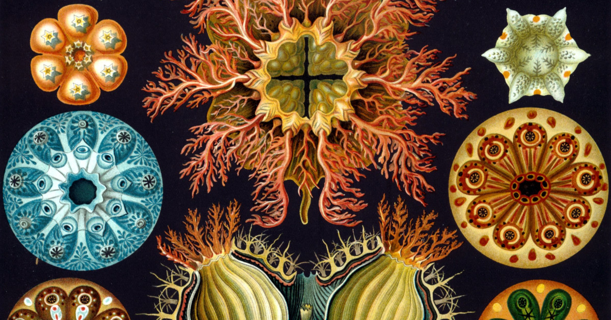 Ascidie di Haeckel