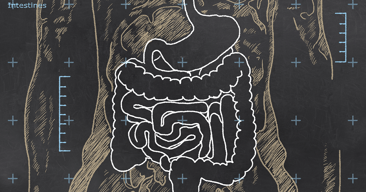 intestino