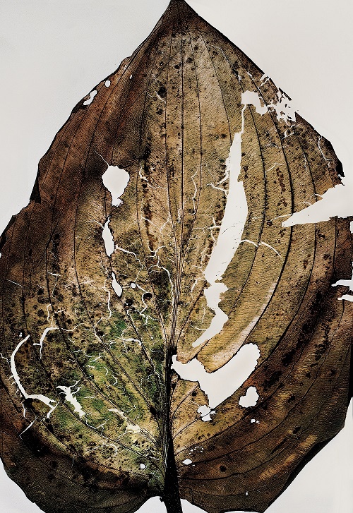 Nino Migliori, Herbarium, 1974, C-print vintage-unicum su supporto legno, 100 x 70 cm © Fondazione Nino Miglior