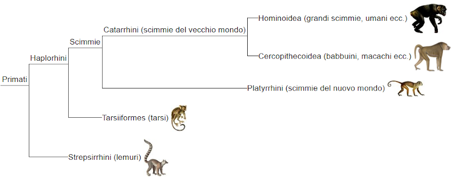 filogenesi primati