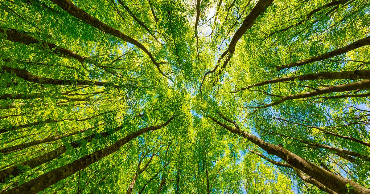 L'editoriale. La natura ci sta punendo?