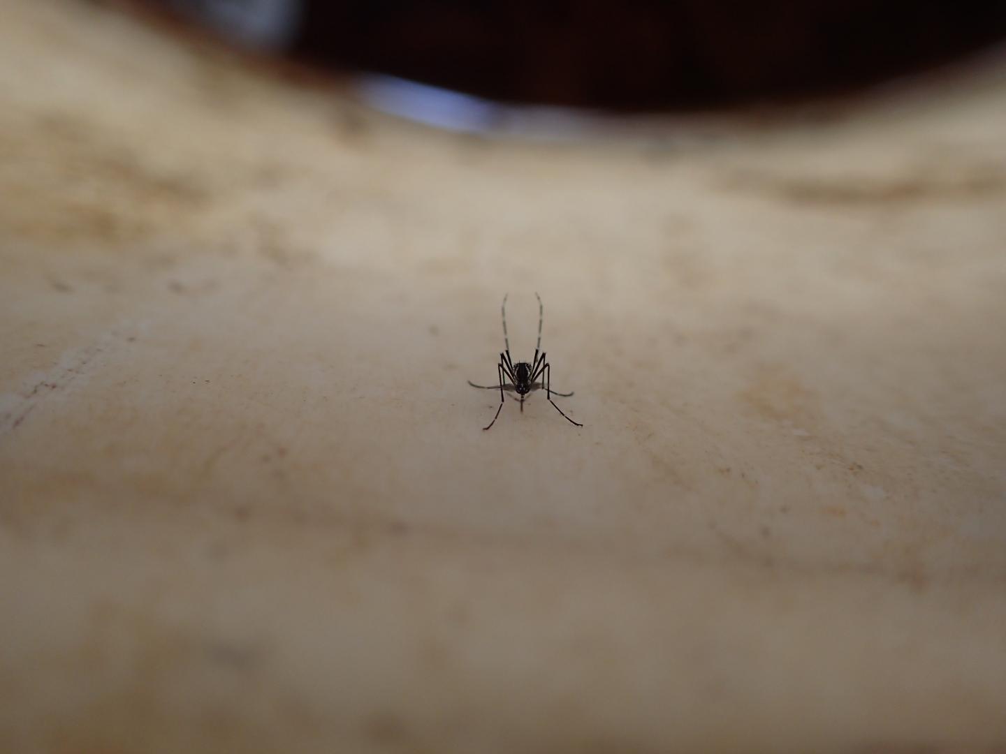 Una zanzara Aedes aegypti
