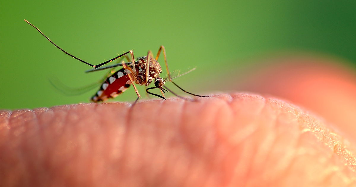 Perché le zanzare hanno iniziato a pungere gli umani?
