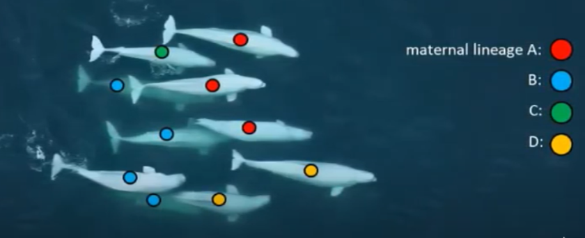 Un gruppo di beluga contiene individui discendenti da madri diverse (A, B, C, D