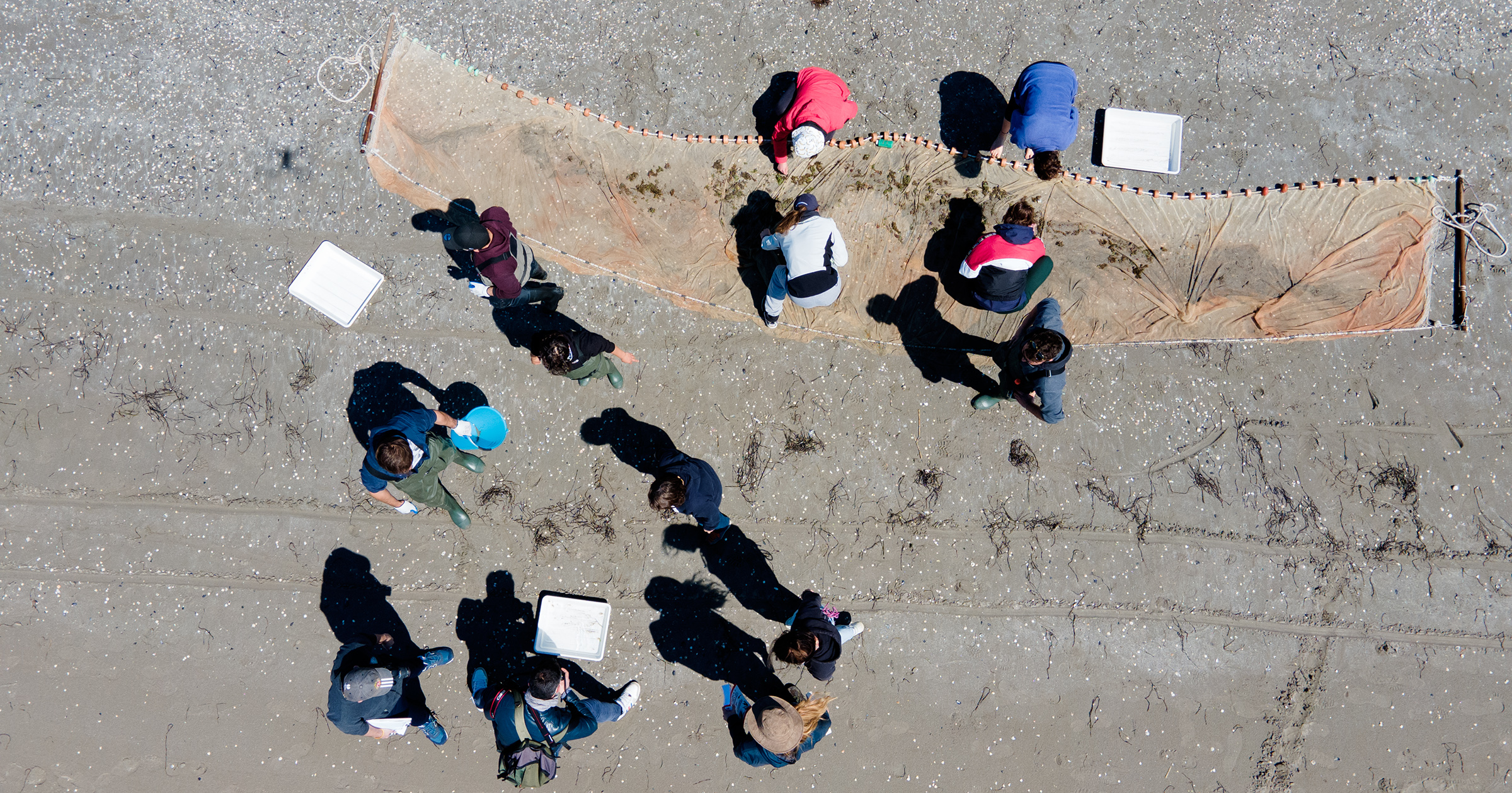 Studentesse e studenti di Biologia marina puliscono la spiaggia di Ca' Roman. Foto: Massimo Pistore