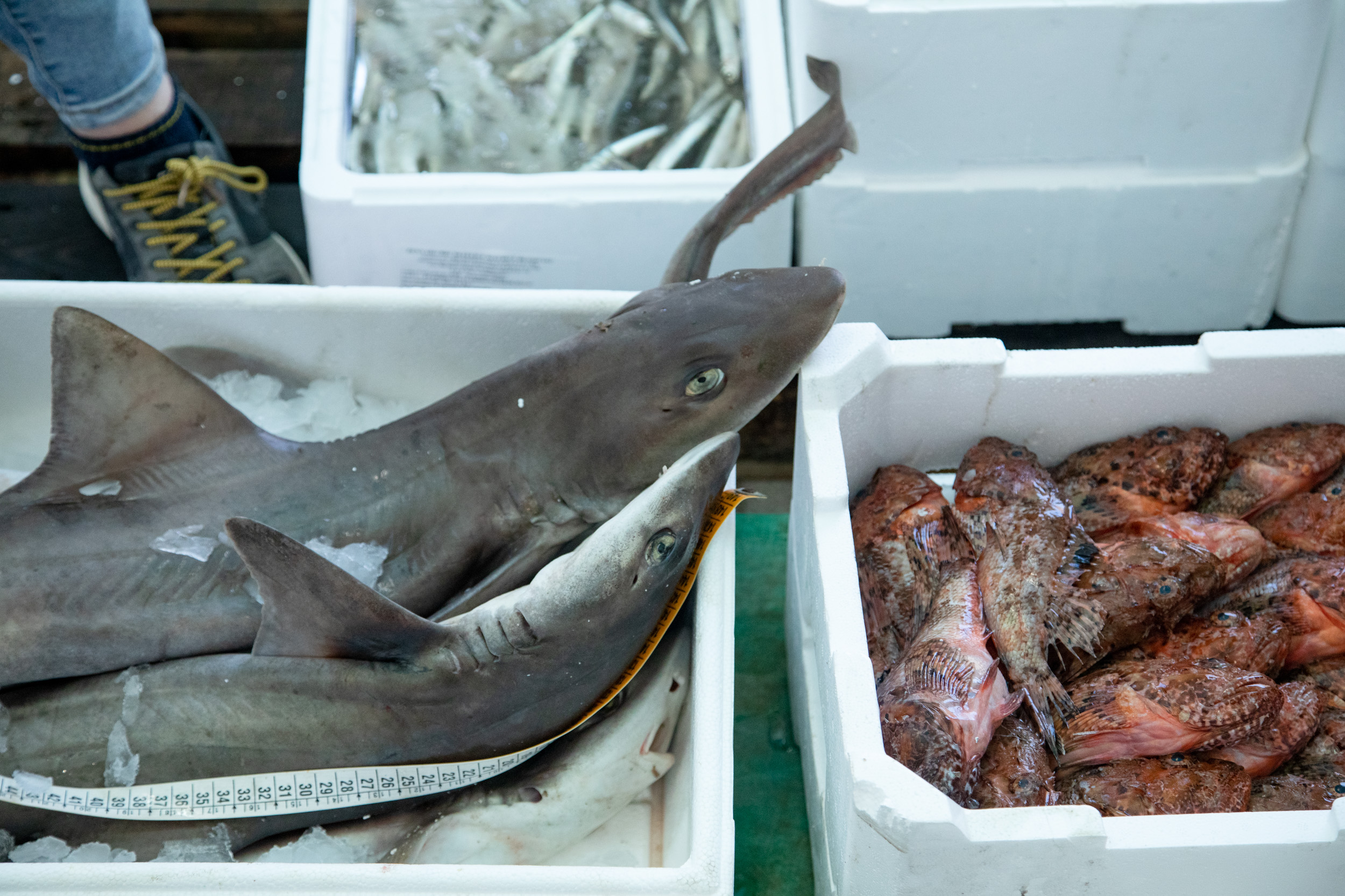 Mercato ittico di Chioggia. Foto: Andrea Signori