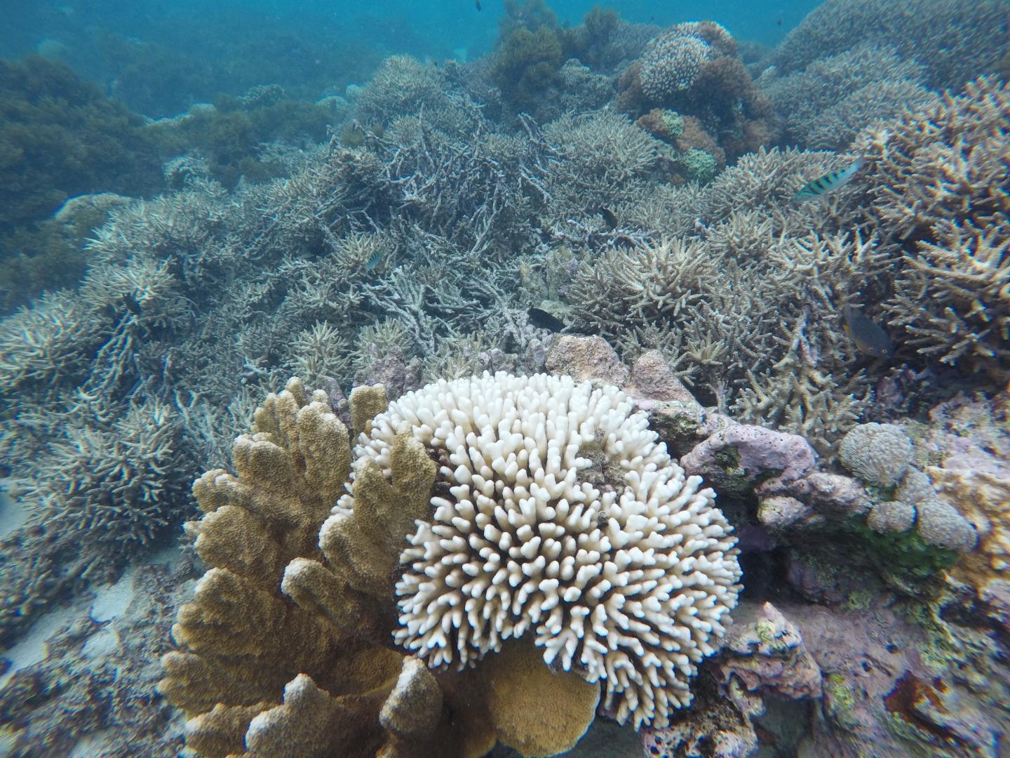 sbiancamento corallo