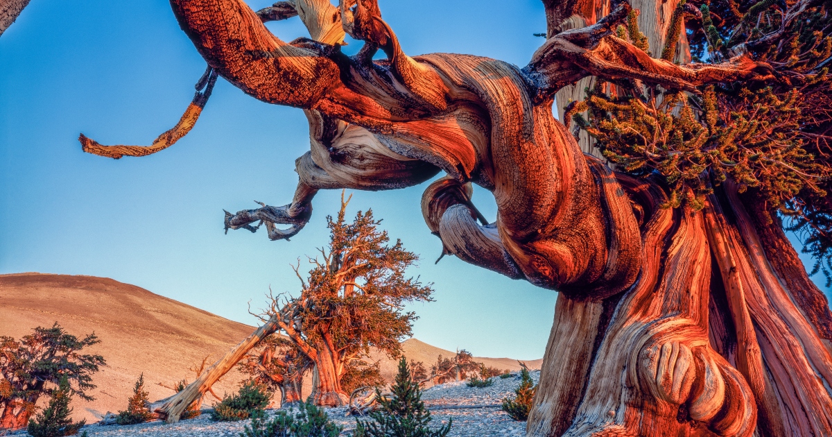 L'Albero della Vita esiste davvero? L'Albero della Vita esiste davvero?