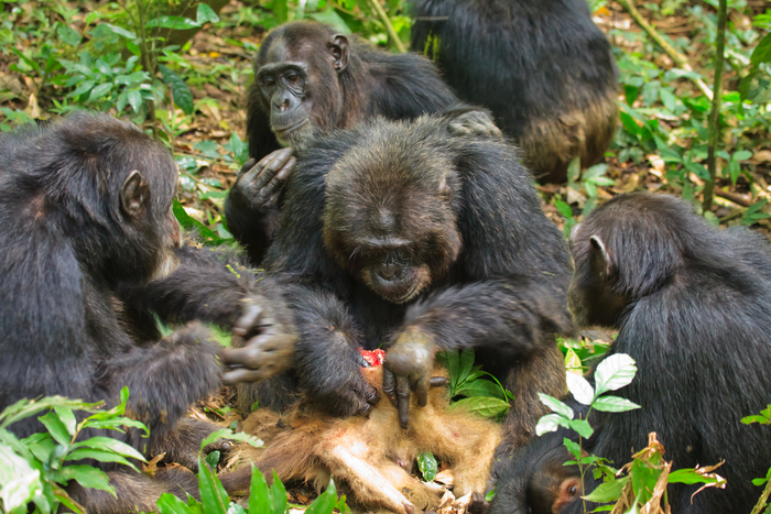 scimpanzé che si nutrono di carne