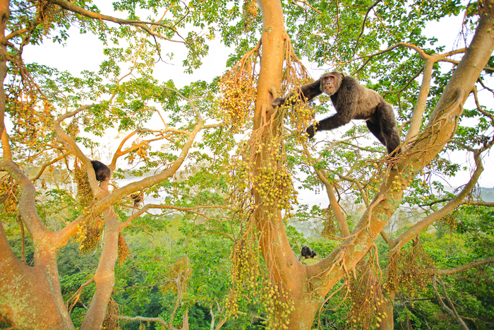 scimpanzé in gruppo tra alberi di fichi
