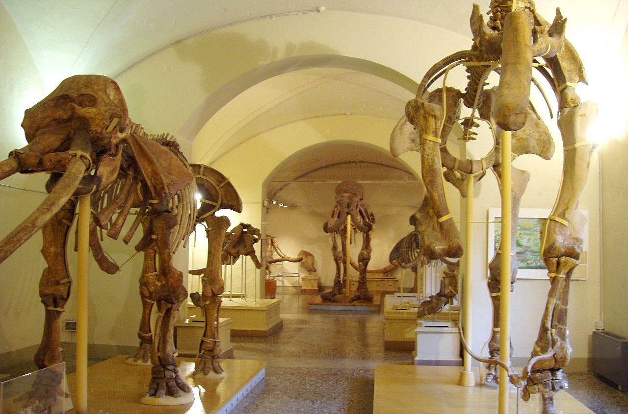 Museo Firenze