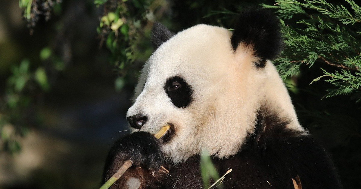 panda biodiversità