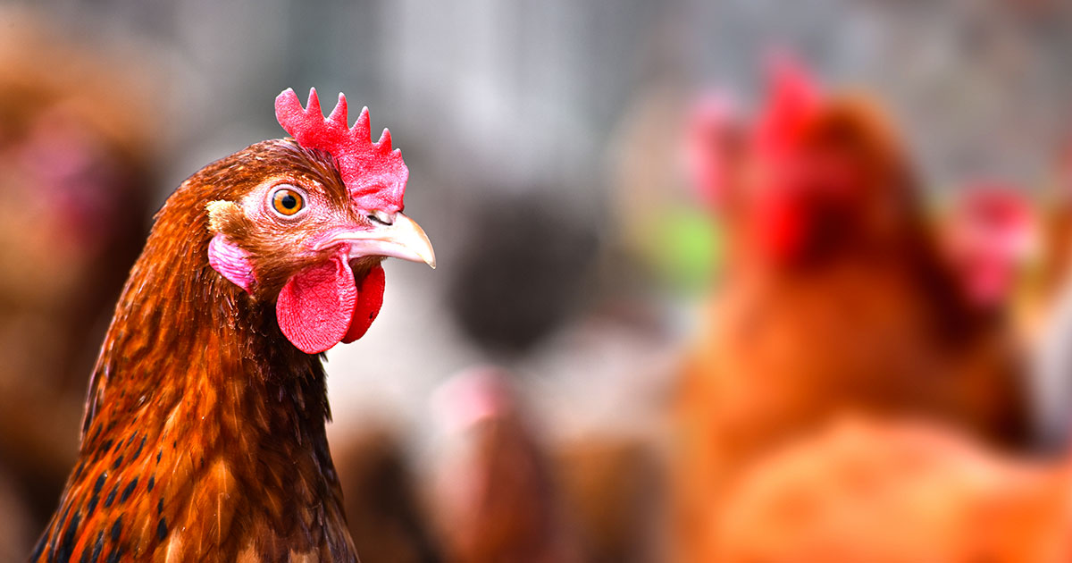 gallina