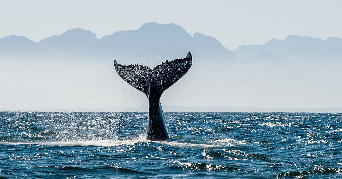 coda di balena