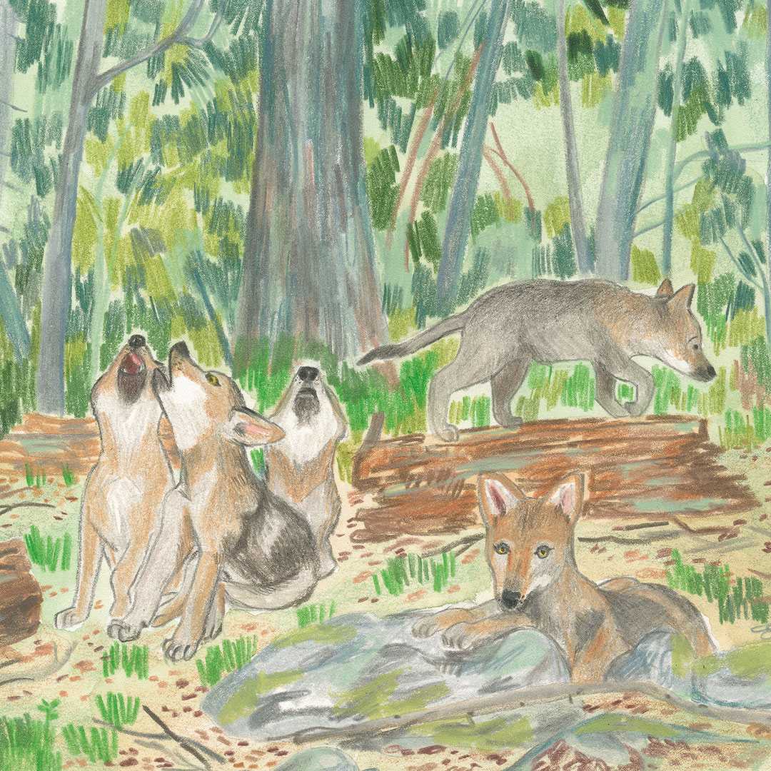 Illustrazione di Irene Penazzi tratta dal libro "I lupi delle Alpi" (Editoriale Scienza)