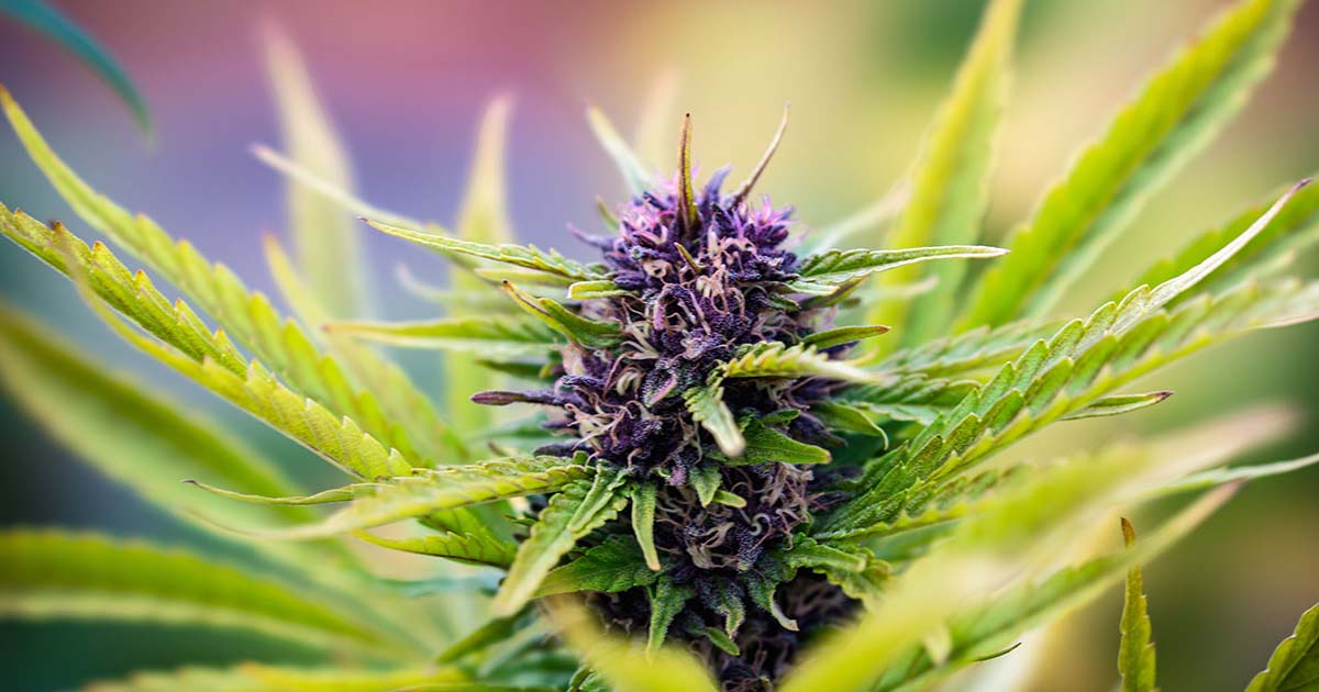cannabis