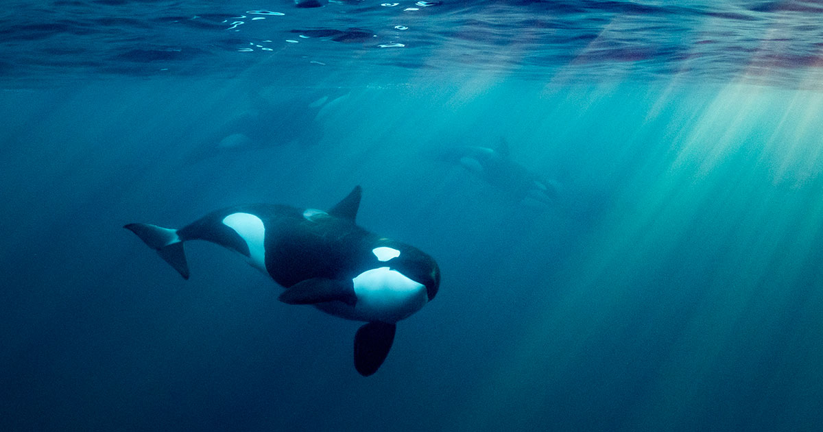 orca