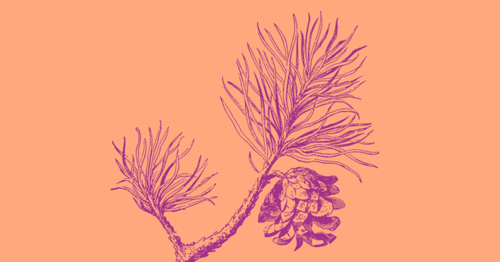 albero