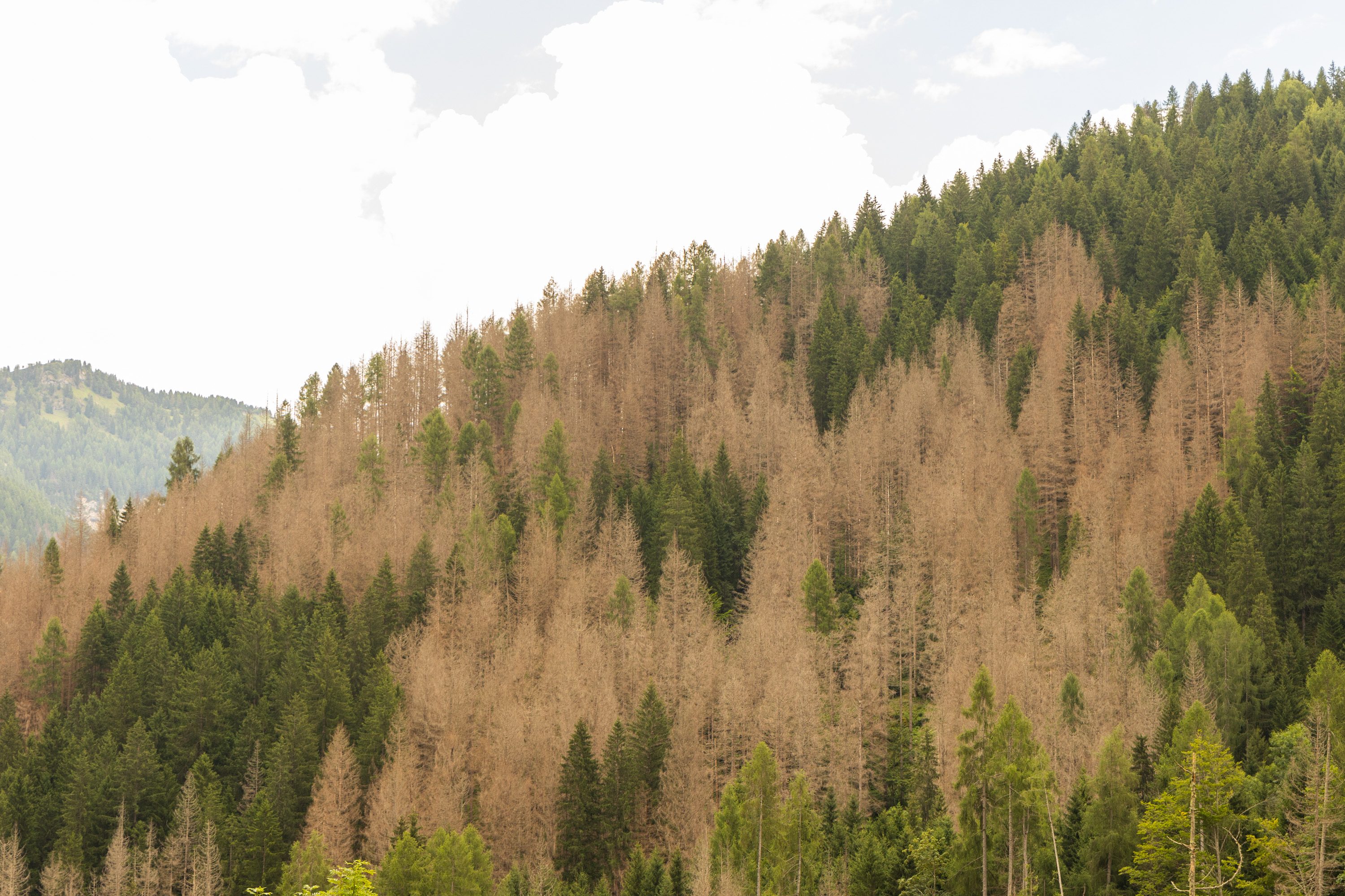 Dolomiti, foreste. Foto: Massimo Pistore