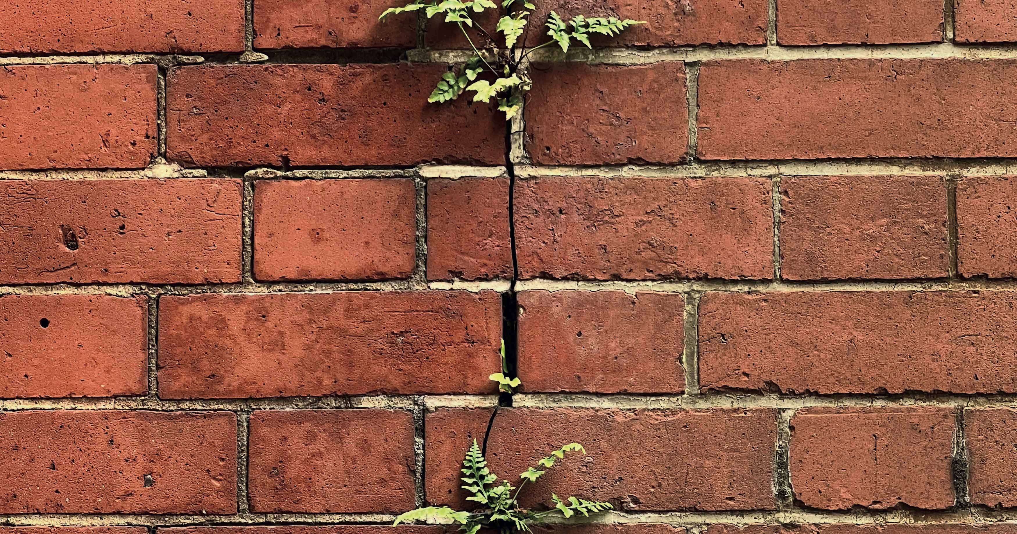 muro