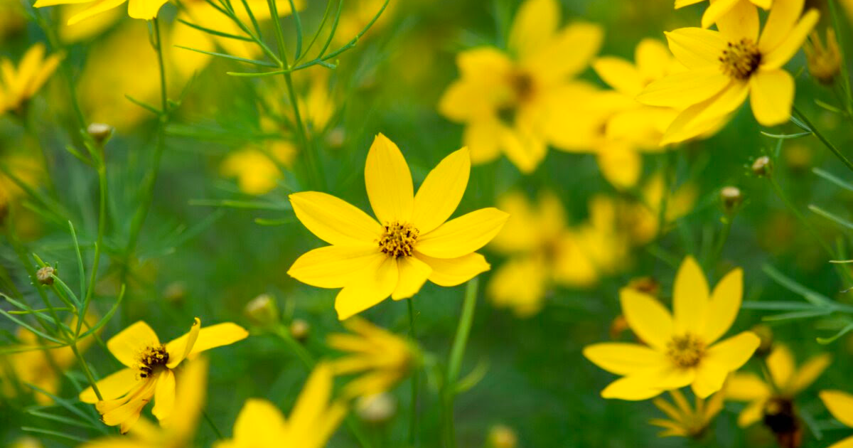 fiori
