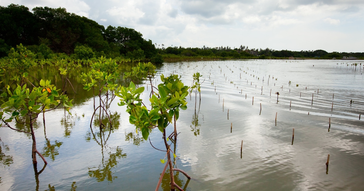 Un'area ri-piantumata a mangrovie sulla costa di Bali Un'area ri-piantumata a mangrovie sulla costa di Bali