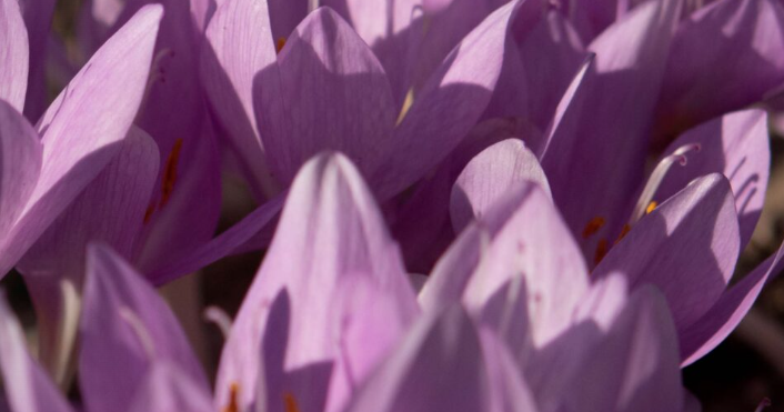 fiore