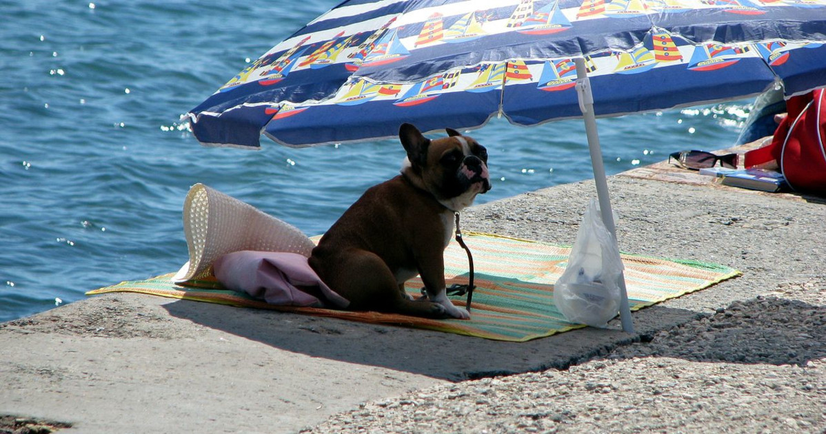 cane caldo