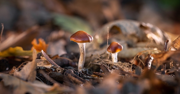 Funghi contenenti psilocibina Funghi contenenti psilocibina